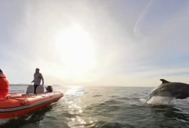 Viral Video: Dolphins pay paddle boaters a surprise visit