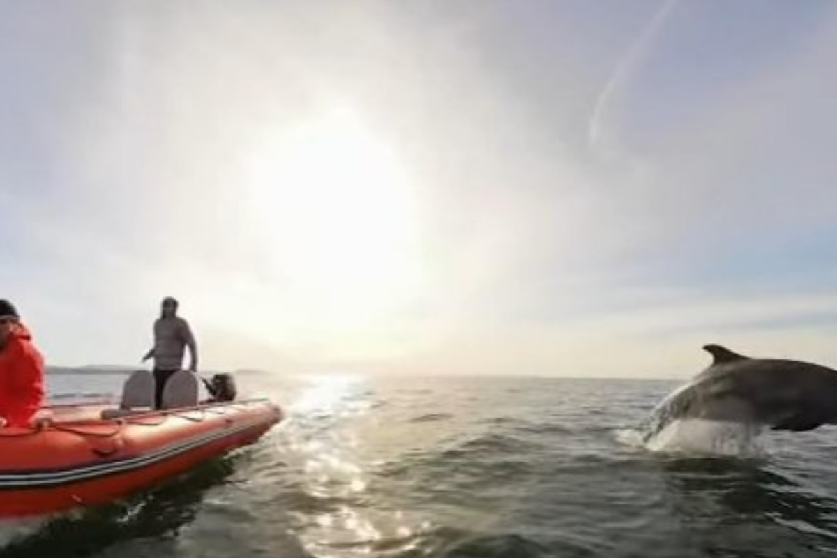 Dolphins