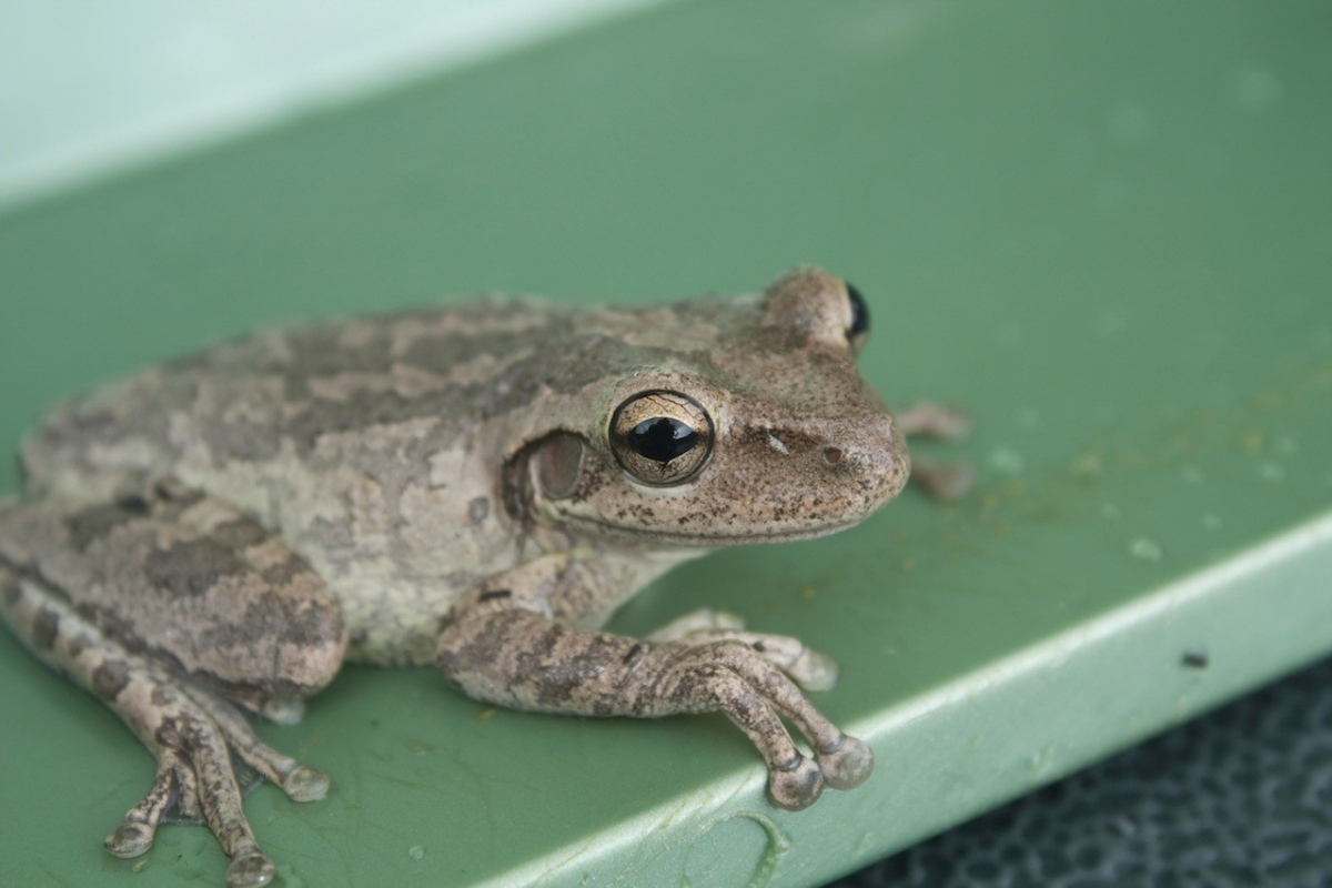 Frog