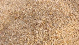Optical Illusion: Spot a spider in the pebbles in 6 seconds