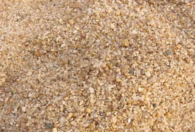 Optical Illusion: Spot a spider in the pebbles in 6 seconds