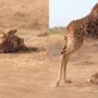 Video: Lion attacks calf, then mother giraffe saves it