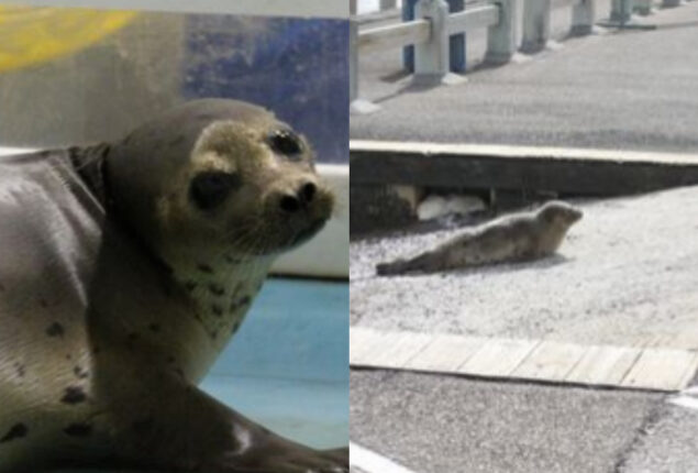 Arctic harp seal seen relaxing on boat pier in New York