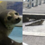 Arctic harp seal seen relaxing on boat pier in New York