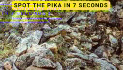 Optical Illusion: Can you spot the American Pika on the Rocks in 7 Sec?