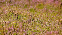 Optical Illusion: Find a hidden bird in the grass in 3 sec!