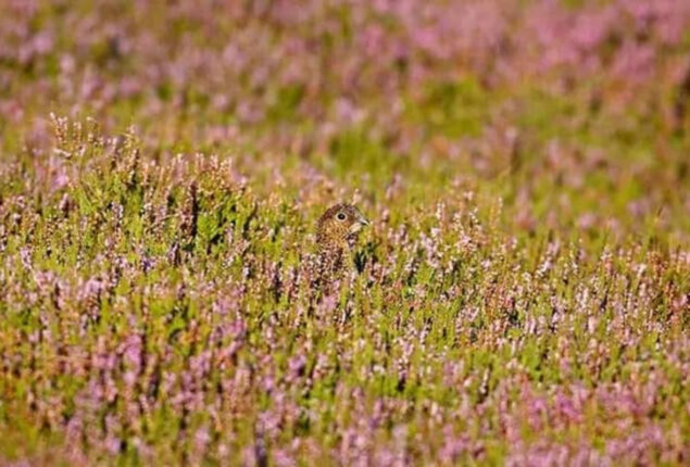 Optical Illusion: Find a hidden bird in the grass in 3 sec!