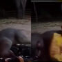 Cute Video: Watch how baby elephant is scared by blanket 