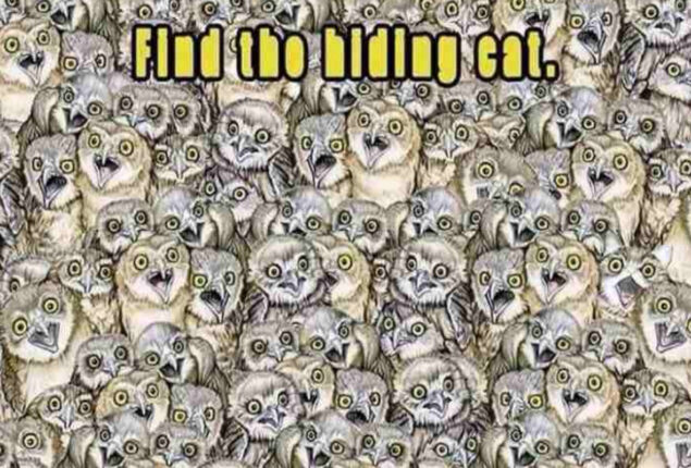 Optical Illusion: Can you find the cat hiding in Parliament of Owls