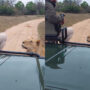 Lion sees man in a jeep, Let’s see what happens next