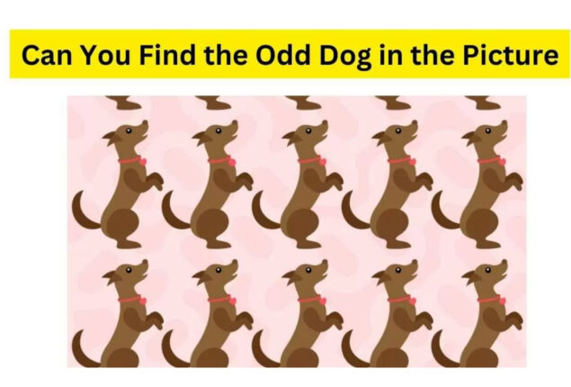 Brain Teaser: Can You Find Odd Dog in the Playful Kennel 