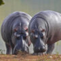 Colombia plans to send 70 “cocaine hippos” to Mexico and India, says governor