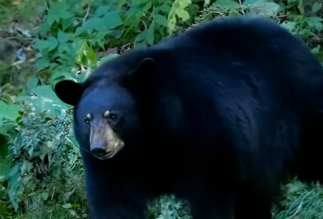 Black Bear