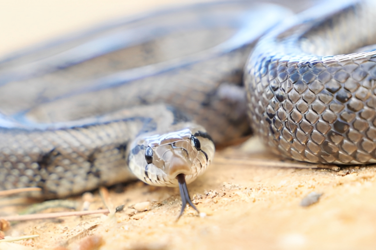 Snake In Aldi Bag