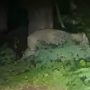 Lioness on the Loose in Germany Revealed to be Wild Boar