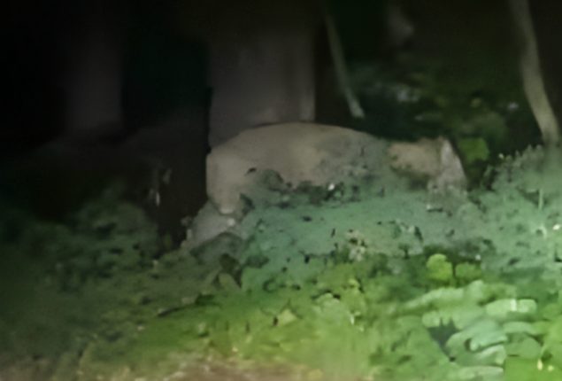 Lioness on the Loose in Germany Revealed to be Wild Boar