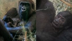 Male Gorilla Astonishes US Zoo by Giving Birth