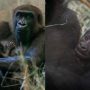 Male Gorilla Astonishes US Zoo by Giving Birth