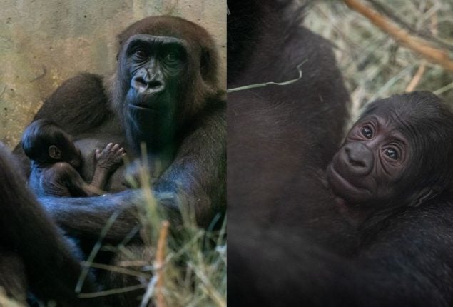 Male Gorilla Astonishes US Zoo by Giving Birth
