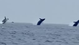 Watch Video: Three Whales Spotted Breaching Together