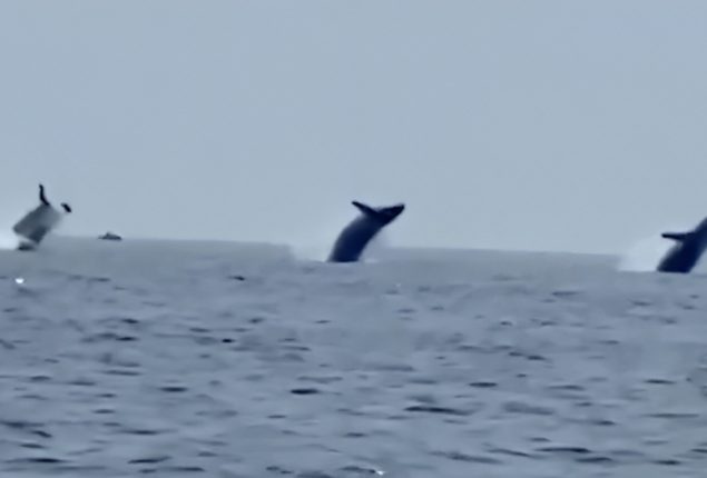 Watch Video: Three Whales Spotted Breaching Together