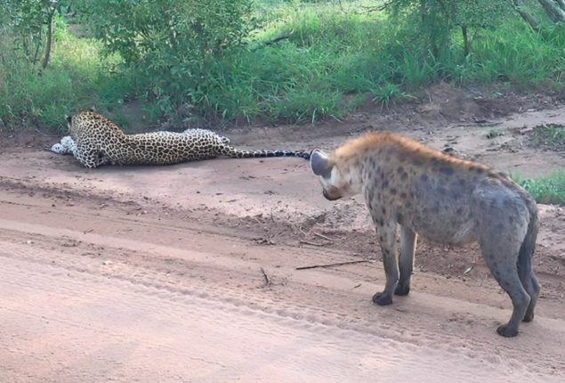 Leopard