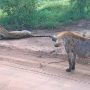 Watch: Hyena Outsmarts Leopard with Clever Detour