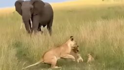 Lioness vs Elephant