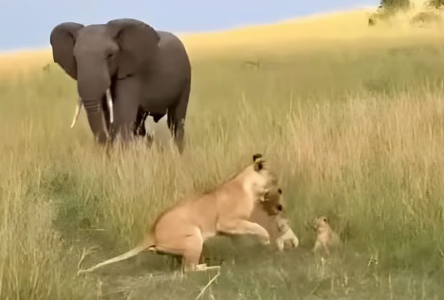 Lioness vs Elephant