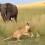 Watch: Fearless Lioness Protects Cubs as Elephant Charges