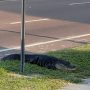 Viral: Alligator Waits at Florida Bus Stop for a Ride