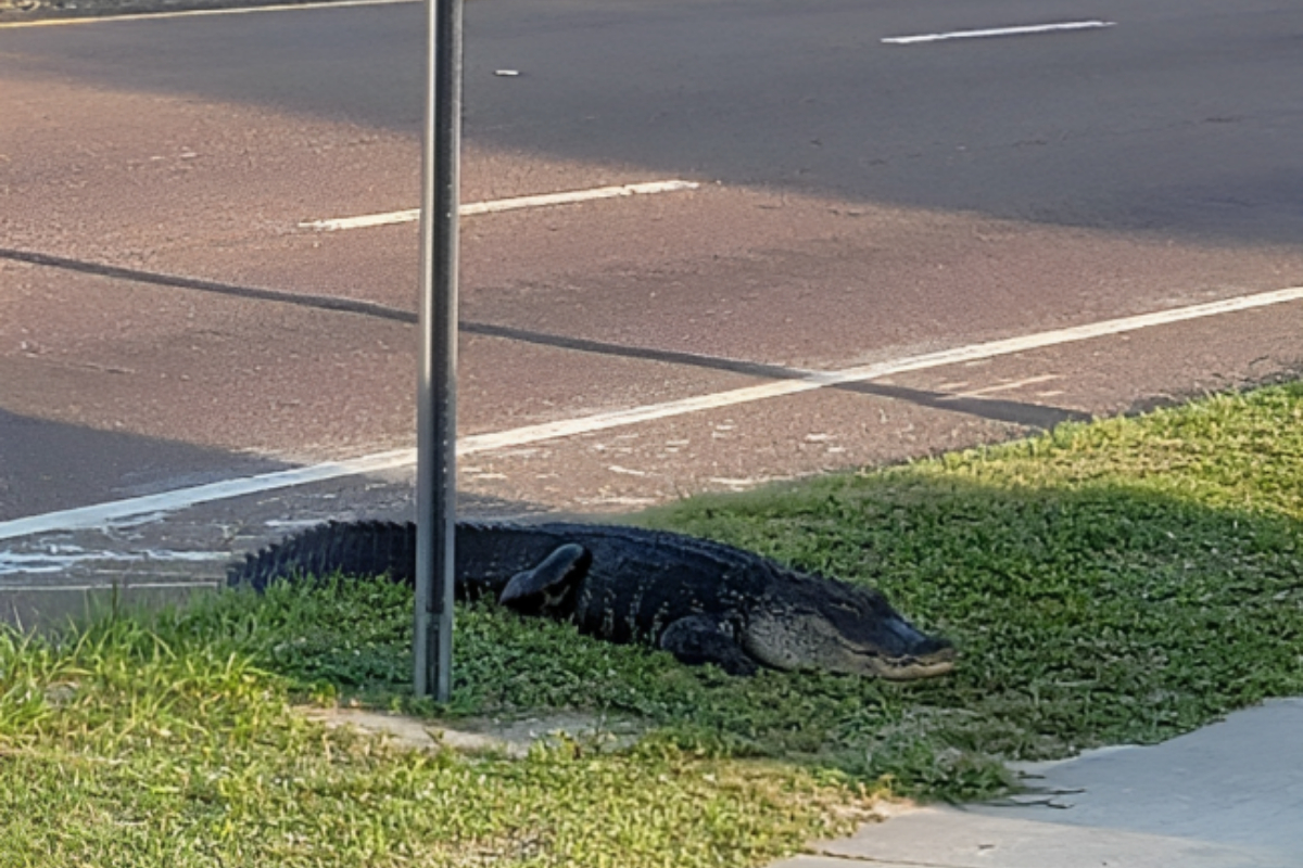 Alligator