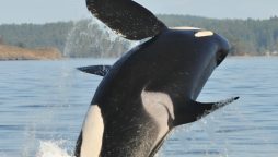 Killer Whales