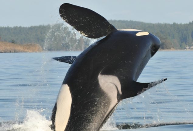 Study Finds: Killer Whales Mom Mediate to Protect Calves