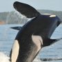 Study Finds: Killer Whales Mom Mediate to Protect Calves