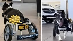 Dog Receives Mercedes