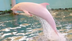 Pink Dolphin