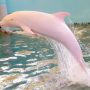 Viral Video: Rare Pink Dolphin Spotted Off Louisiana
