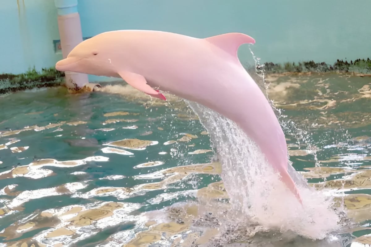Pink Dolphin