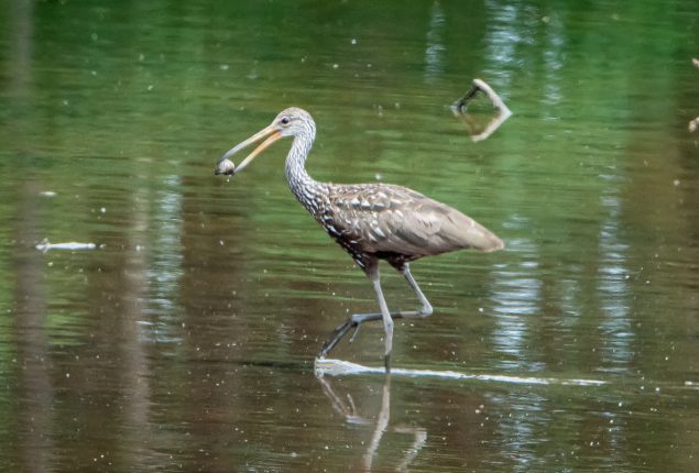 Rare Tropical Bird Spotted in Pennsylvania for the First Time