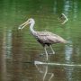 Rare Tropical Bird Spotted in Pennsylvania for the First Time