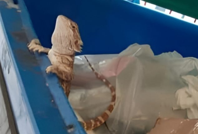 Bearded Dragon Rescued from Edinburgh Bin