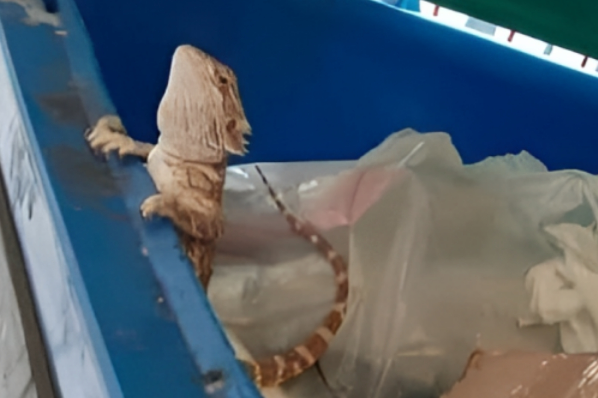 Bearded Dragon