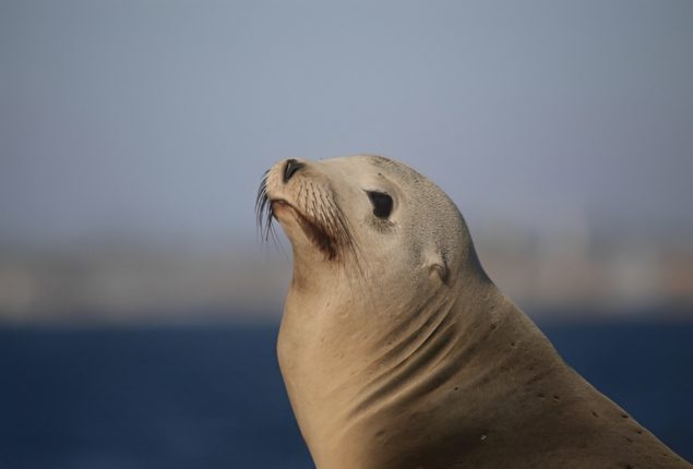 Giant Sea Lion