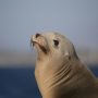 Giant Sea Lion’s Close Call in Spanish Aquarium