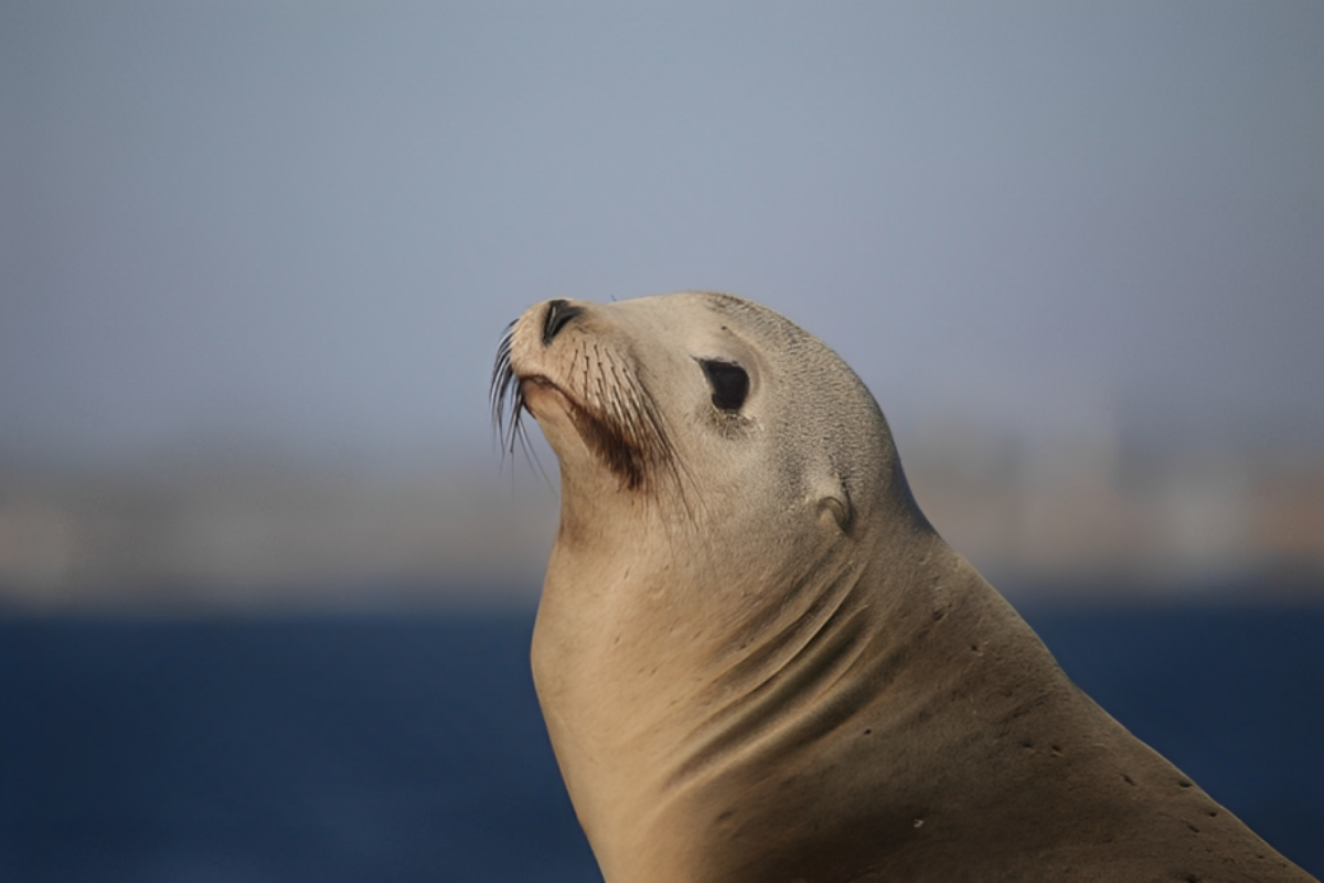 Giant Sea Lion