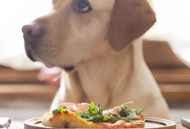 Shanghai Restaurant Offers Gourmet Dog’s Dinners