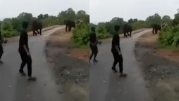 Elephants