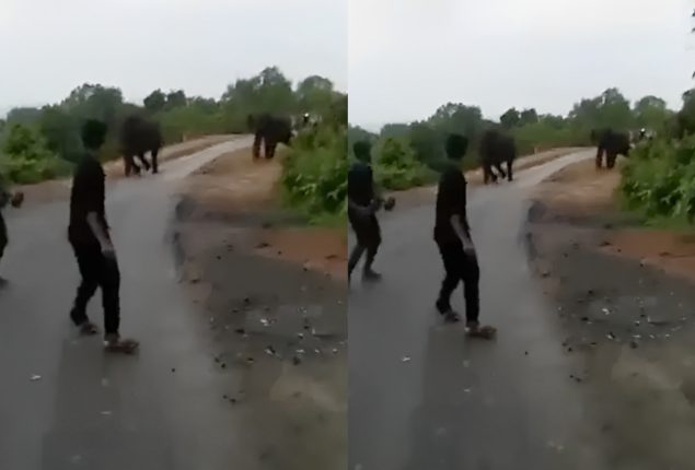 Elephants