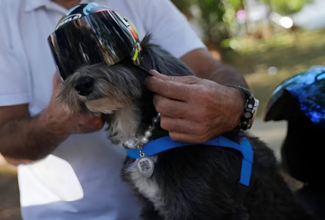 Motor-Biking Dog and Owner Help Hungry Street Dogs in Brazil